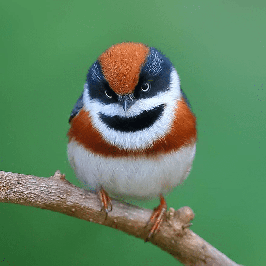 Black-Throated Bushtit