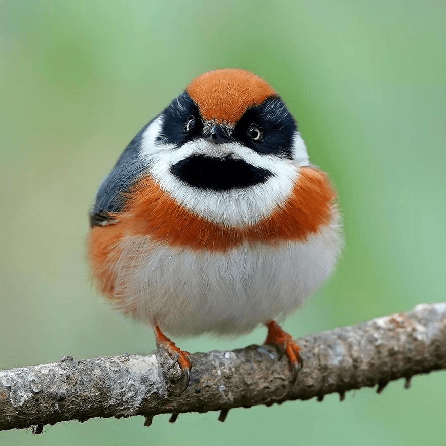 Black-Throated Bushtit