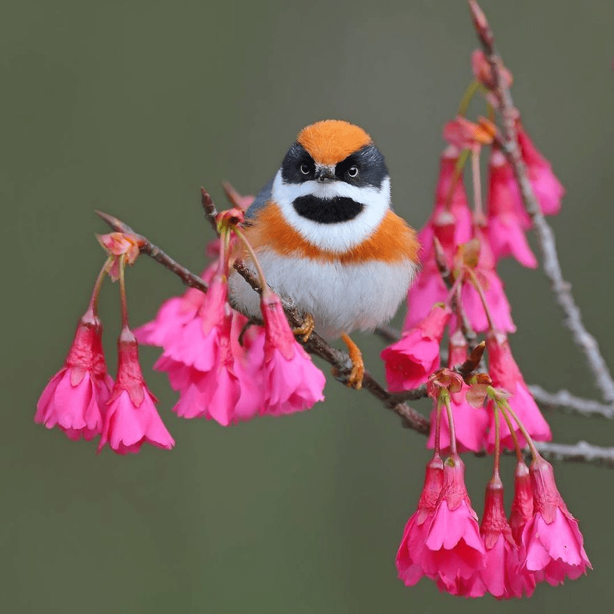 Black-Throated Bushtit