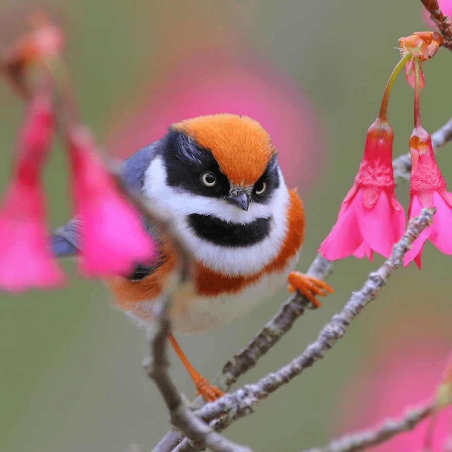 Black-Throated Bushtit