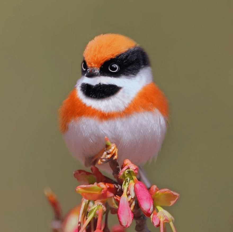 Black-Throated Bushtit