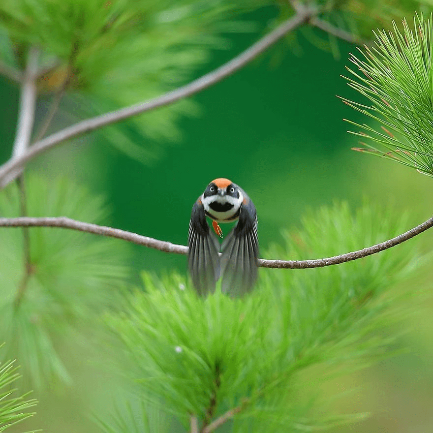 Black-Throated Bushtit