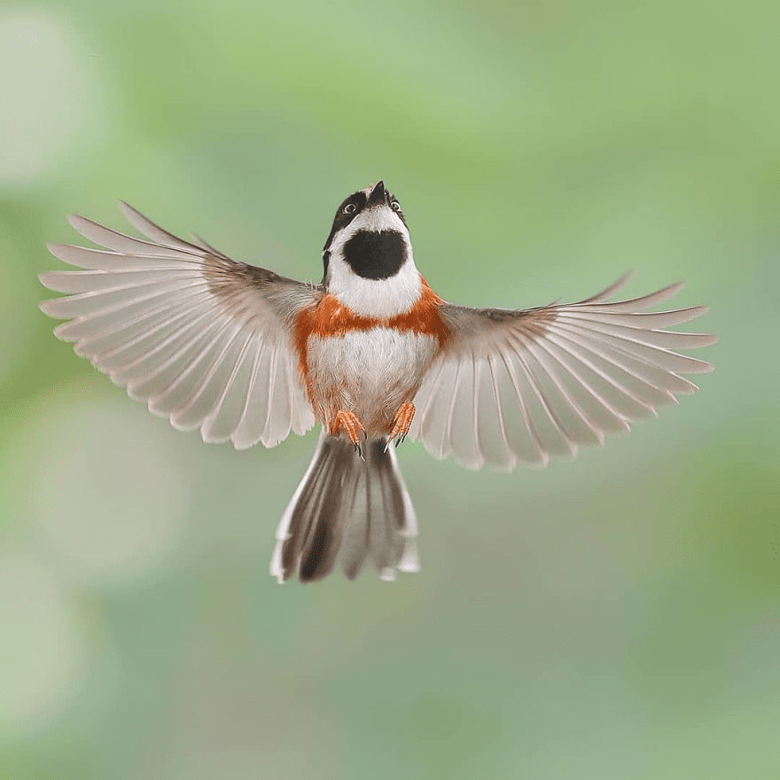 Black-Throated Bushtit