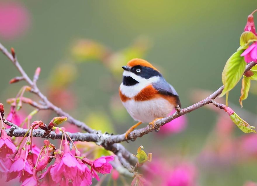 Black-Throated Bushtit