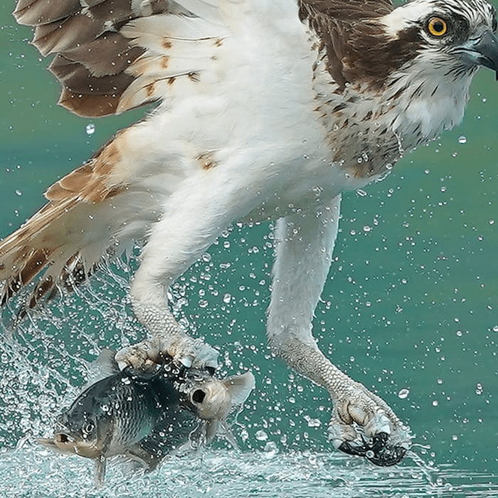 ospreys in hunting mode 