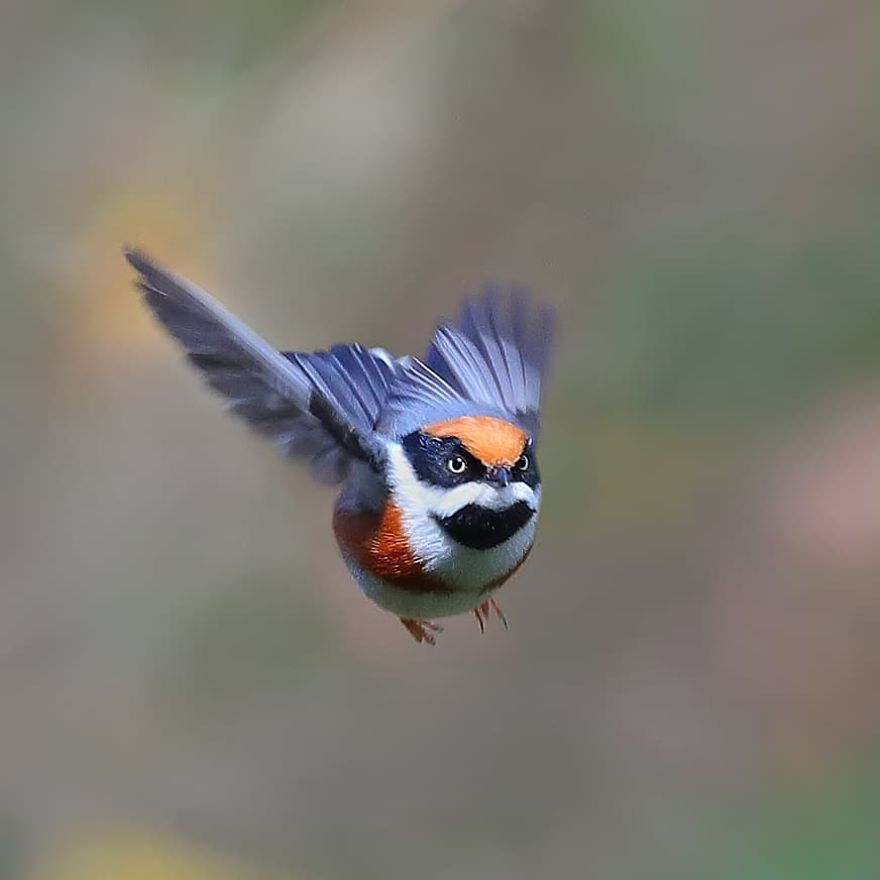 Black-Throated Bushtit