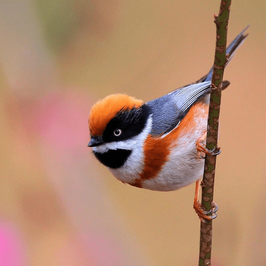 Black-Throated Bushtit