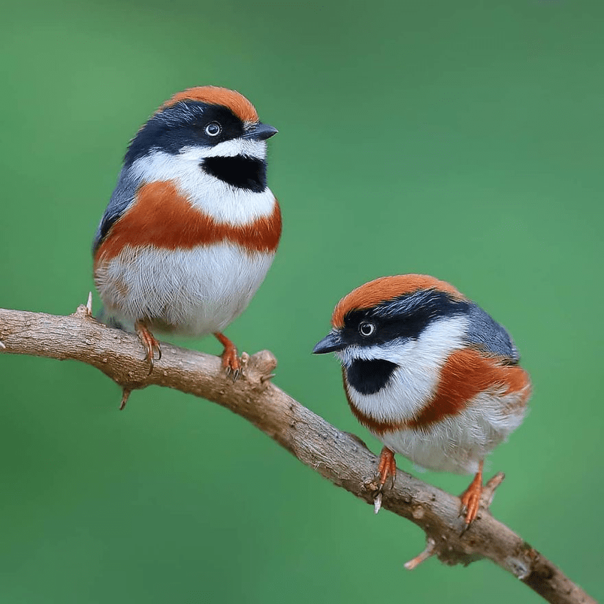 Black-Throated Bushtit