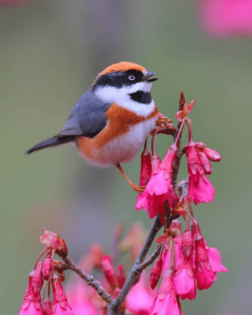 Black-Throated Bushtit