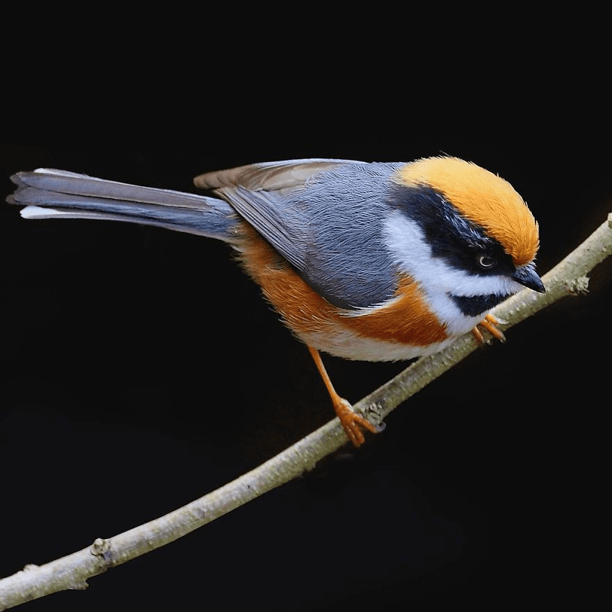 Black-Throated Bushtit