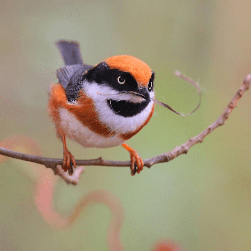 Black-Throated Bushtit