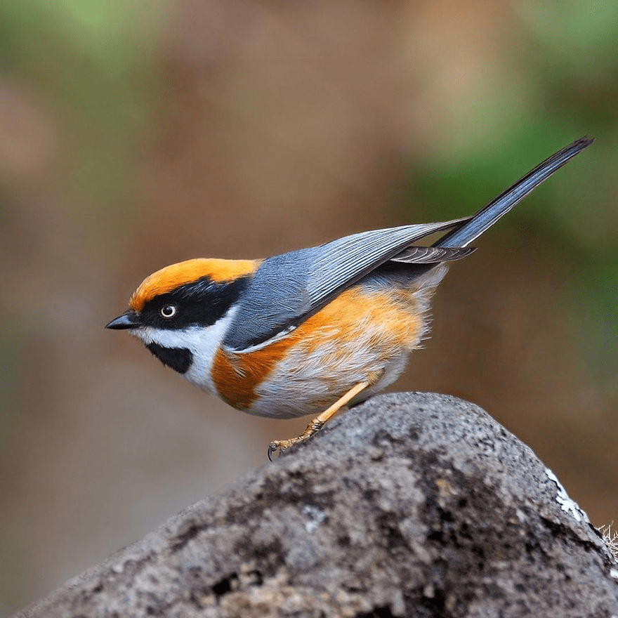 Black-Throated Bushtit