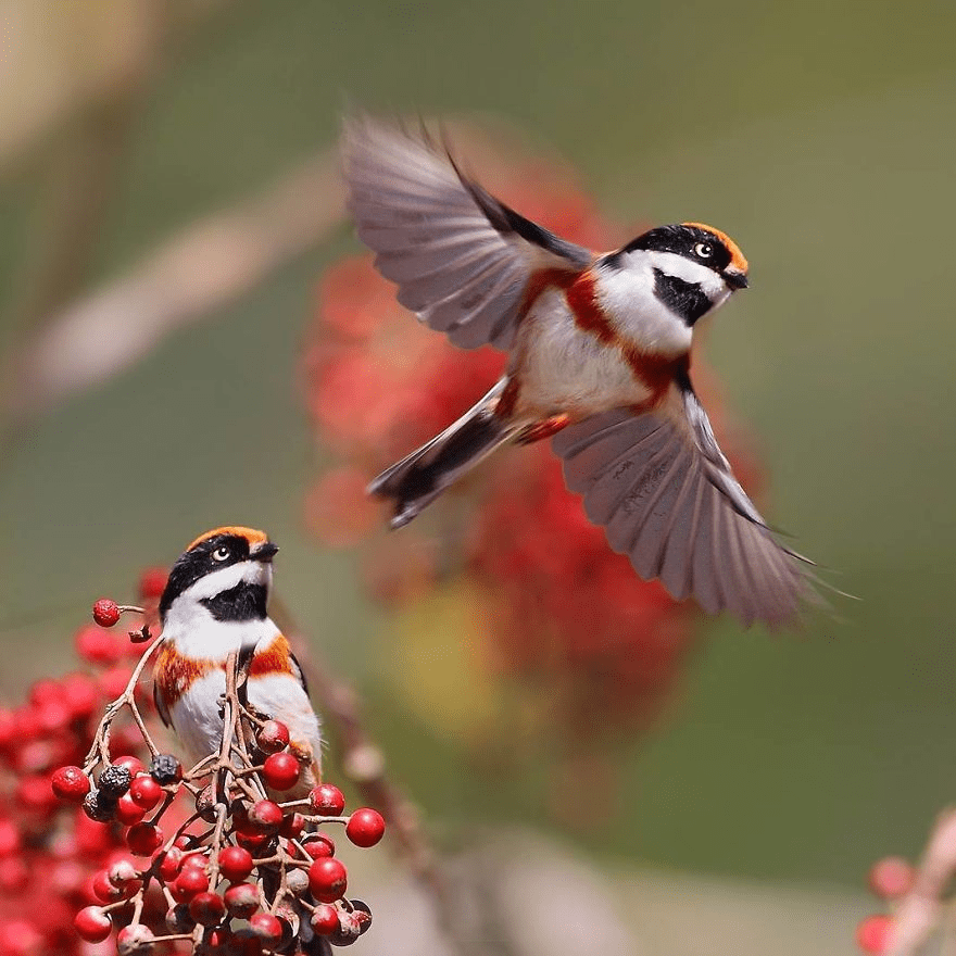 Black-Throated Bushtit