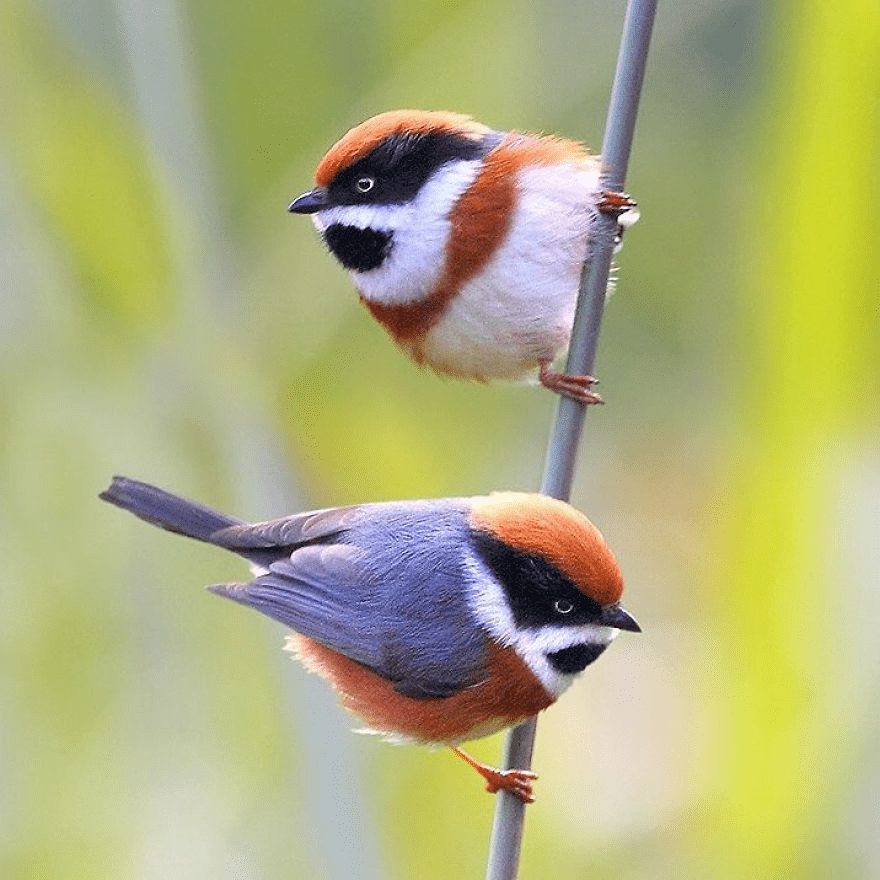 Black-Throated Bushtit