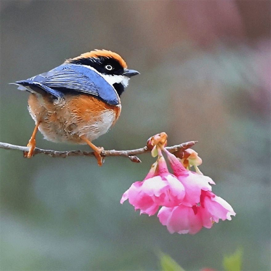 Black-Throated Bushtit