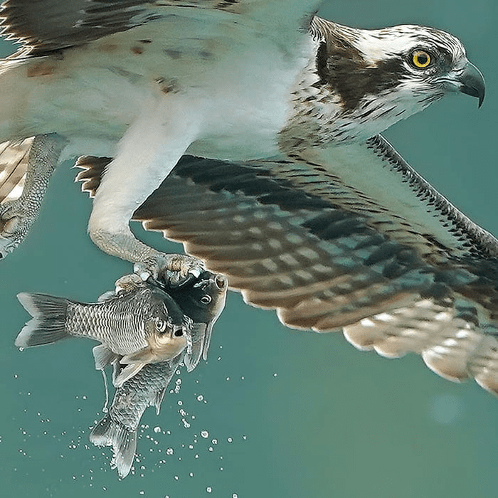 ospreys in hunting mode 