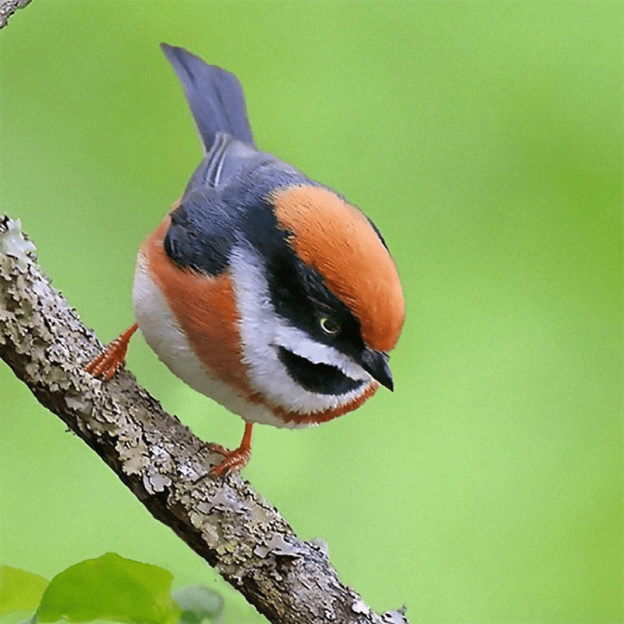 Black-Throated Bushtit