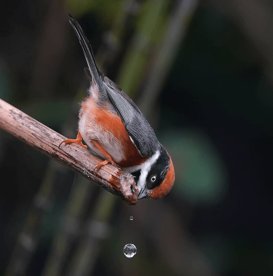 Black-Throated Bushtit