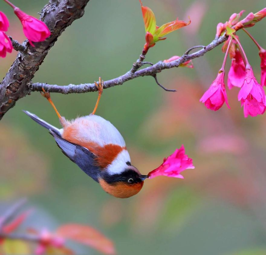 Black-Throated Bushtit