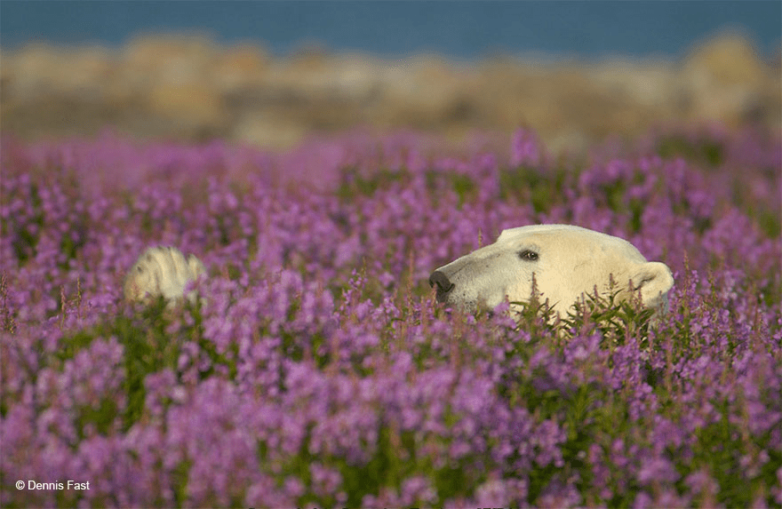 Polar Bear