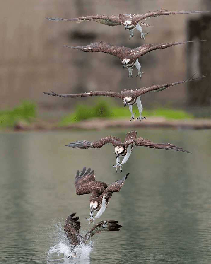 ospreys in hunting mode 