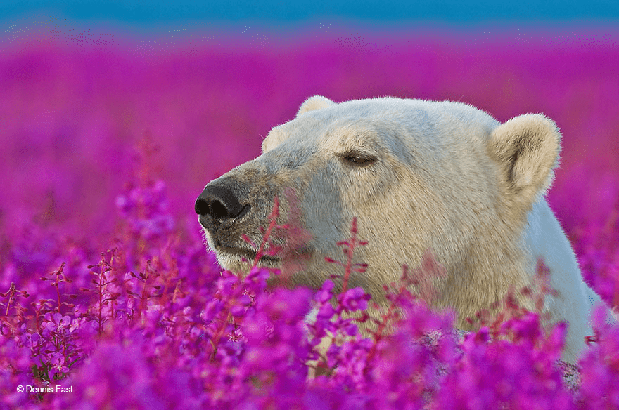 Polar Bear