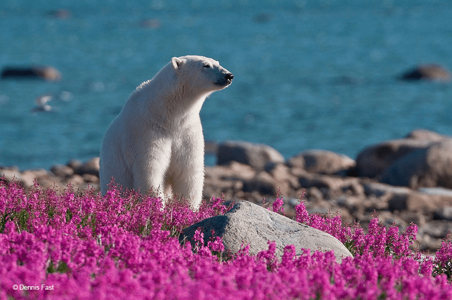 Polar Bear