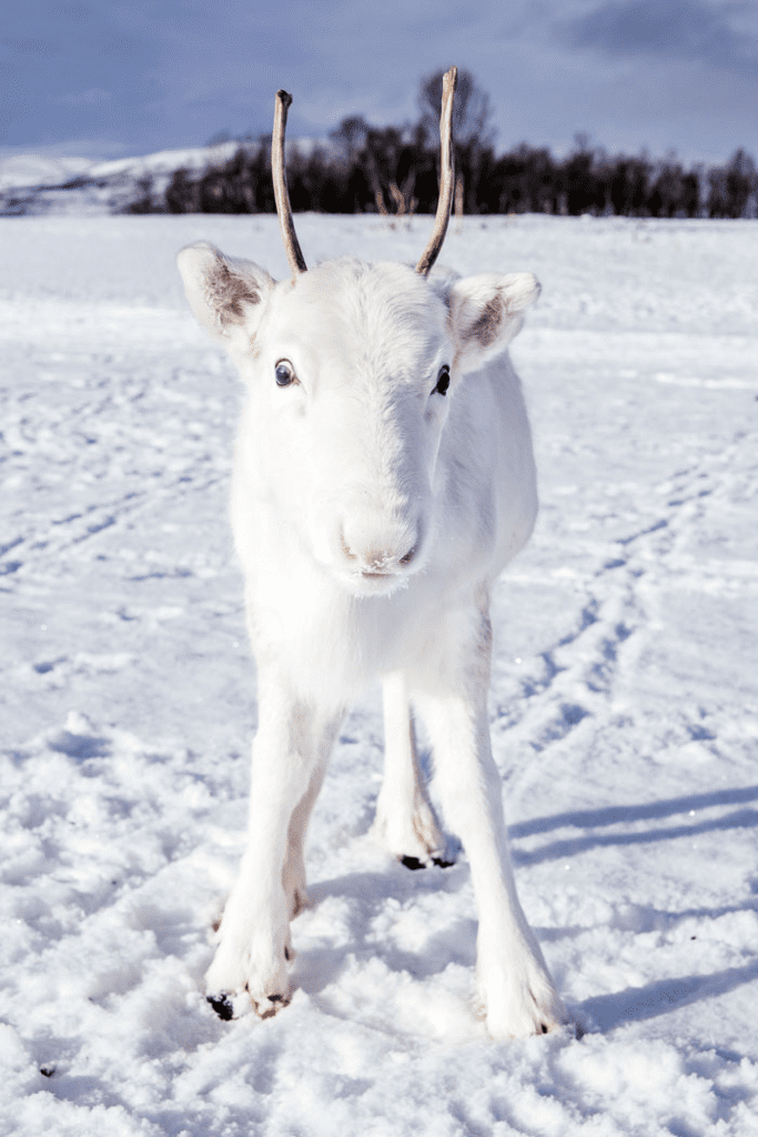 rare white baby reindeer 