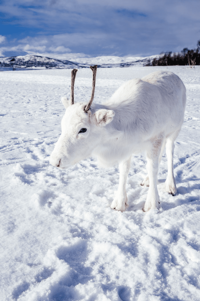 rare white baby reindeer 