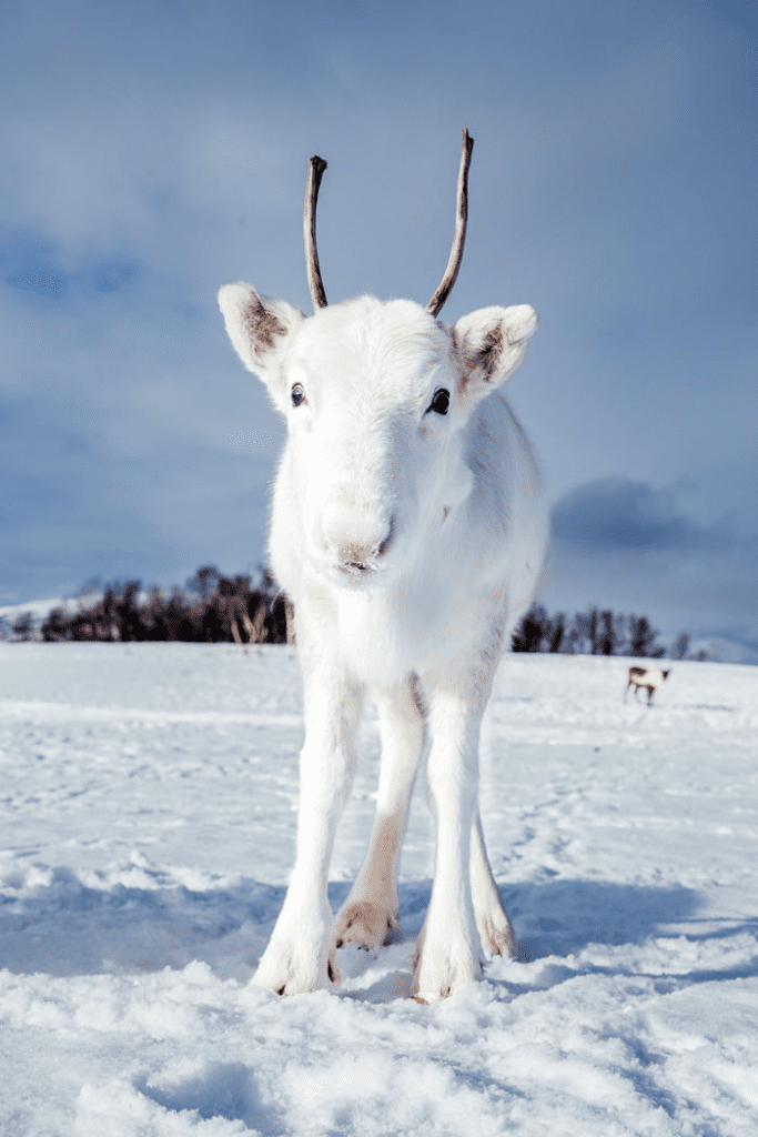rare white baby reindeer 