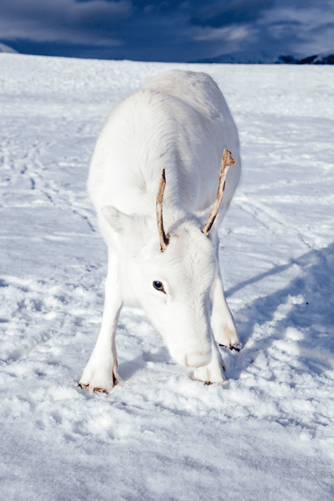 rare white baby reindeer 