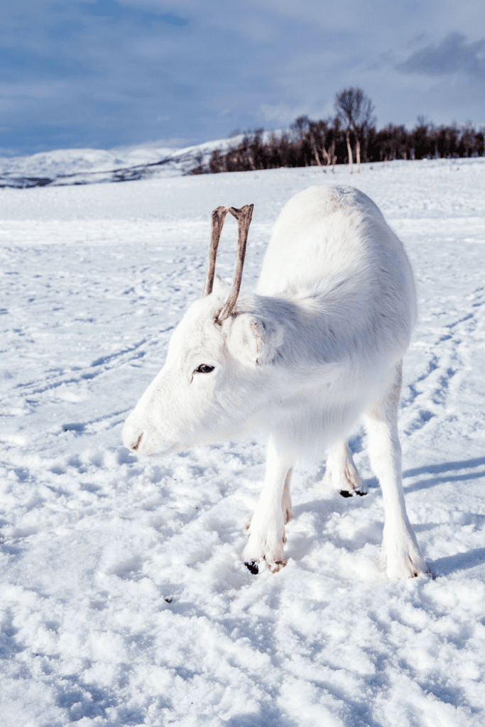 rare white baby reindeer 