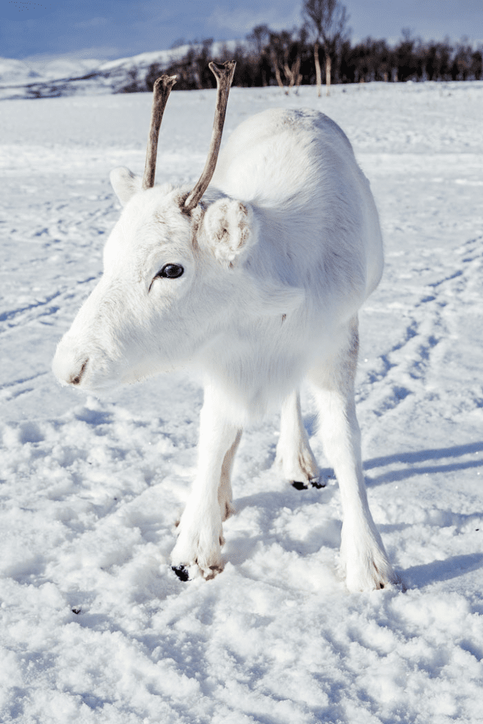 rare white baby reindeer 