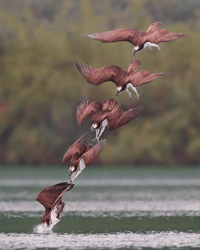 ospreys in hunting mode 