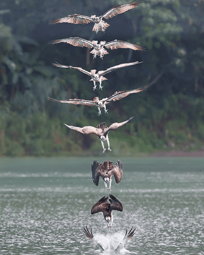 ospreys in hunting mode 