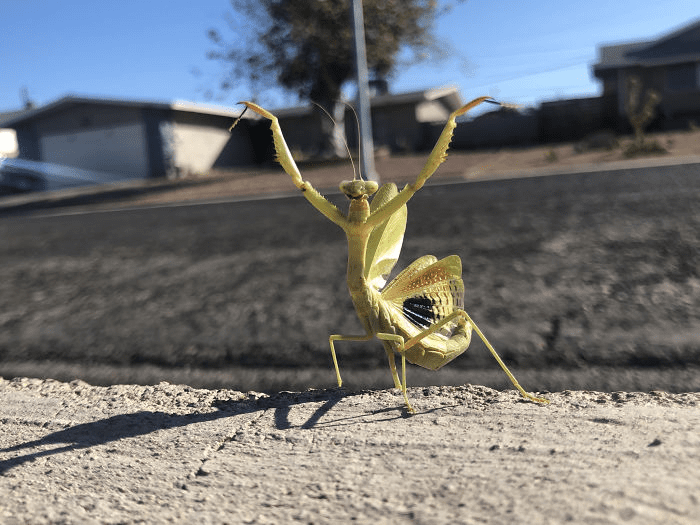 Mantis