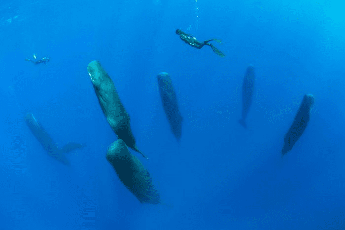 Sleeping whales