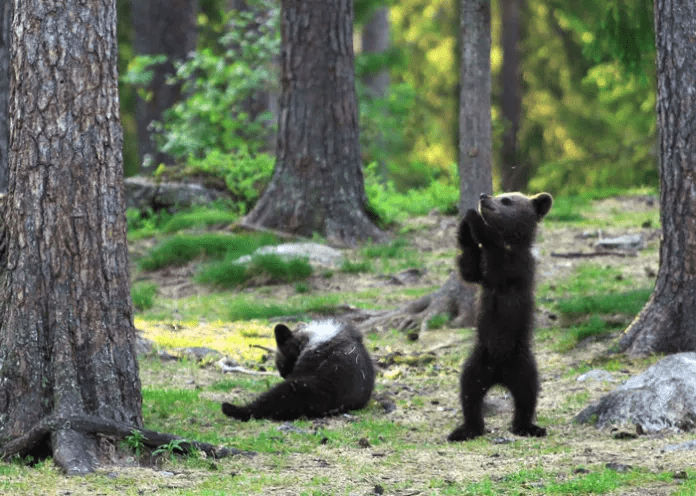 Bear Cubs