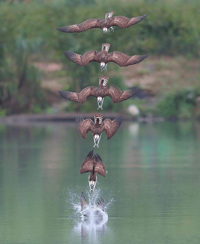 ospreys in hunting mode 