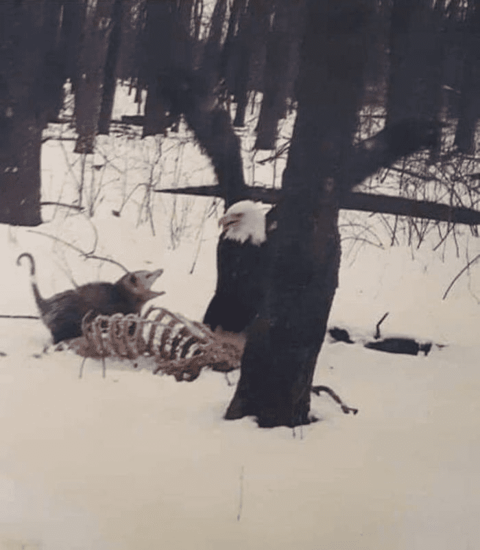  A Possum is yelling at a Bald Eagle.