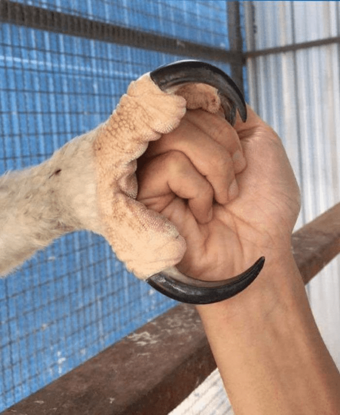 Harpy Eagle's legs