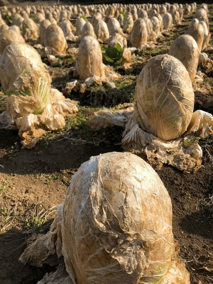 Japan's Cabbage Field