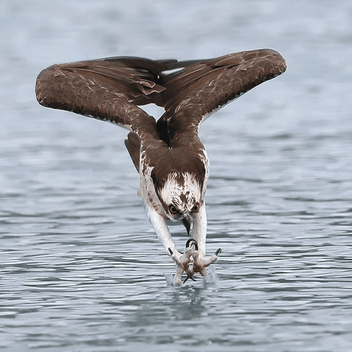 Photographs of ospreys in hunting mode