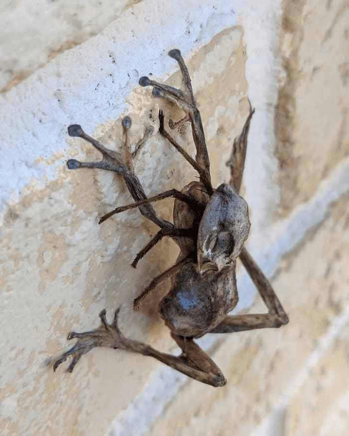 The Spider and the Dried Frog