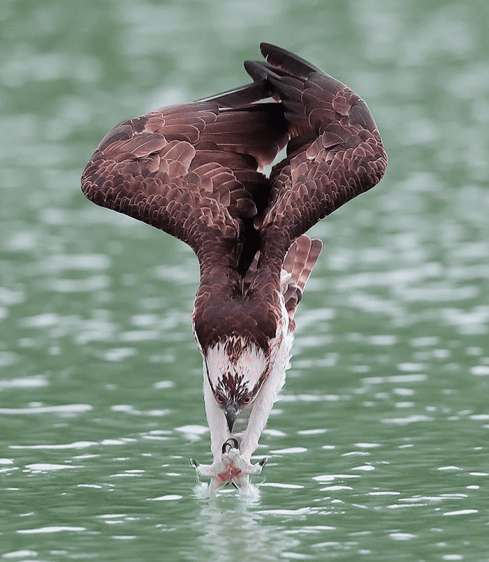 ospreys in hunting mode 