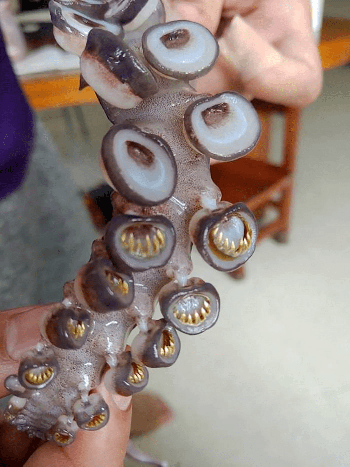 Squid Teeth