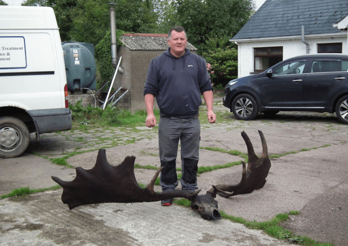 10,000-year-old skull of an extinct giant Irish elk.