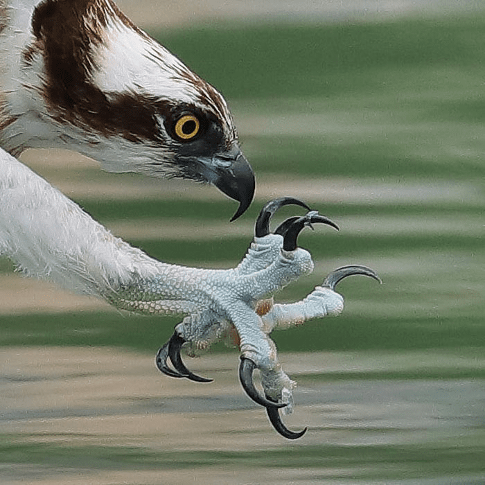 ospreys in hunting mode 