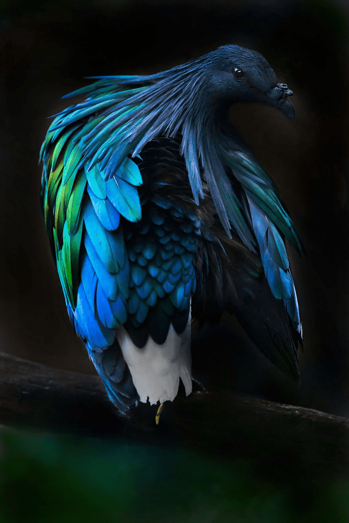 extinct Dodo bird