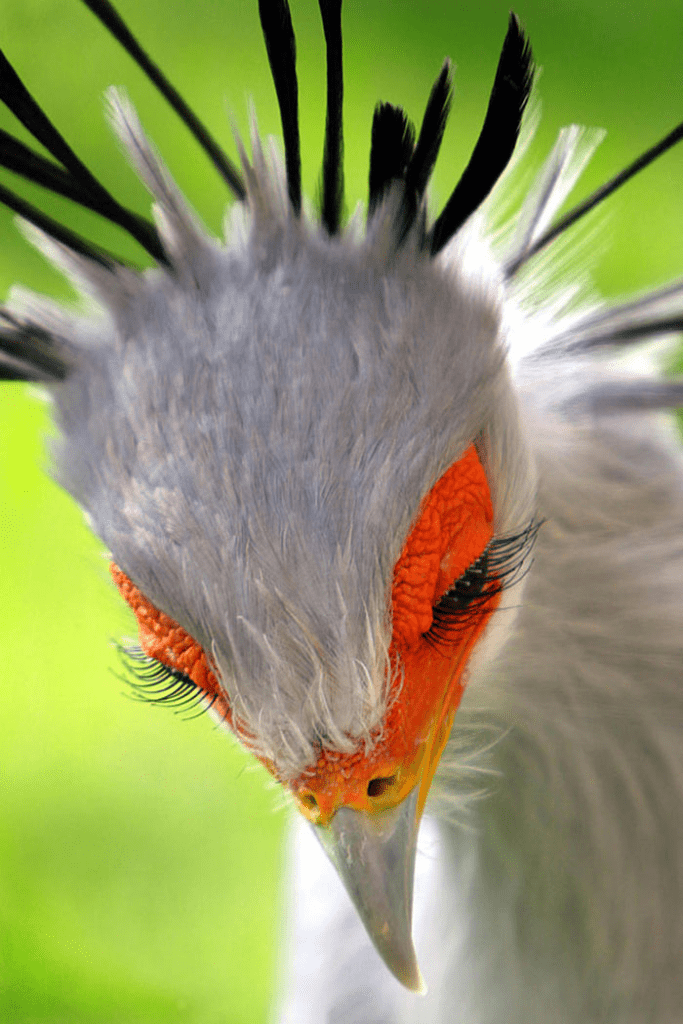 Secretary bird